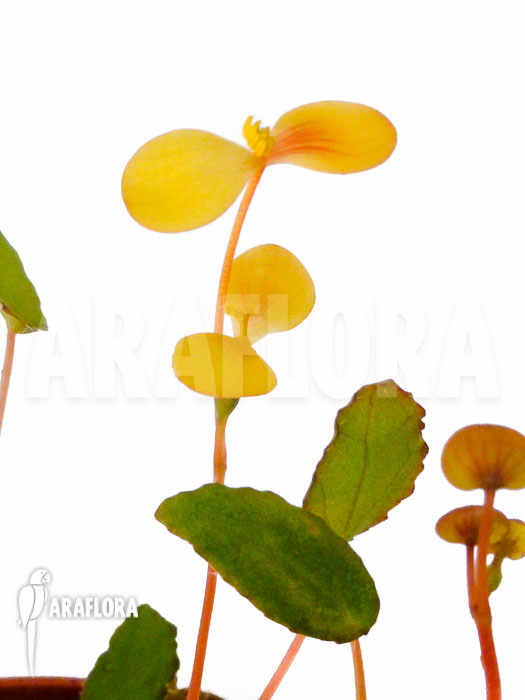 Begonia vankerckhovenii