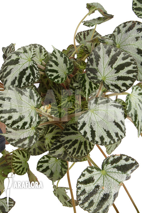 Begonia x ‘Silver Jewel’
