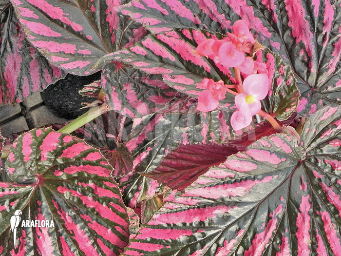 Begonia brevirimosa subsp exotica