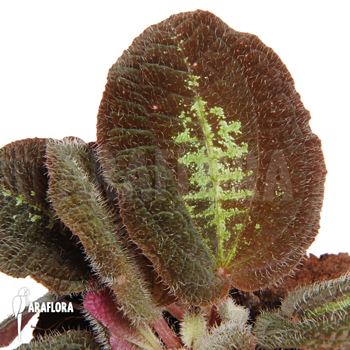 Bertolonia marmorata