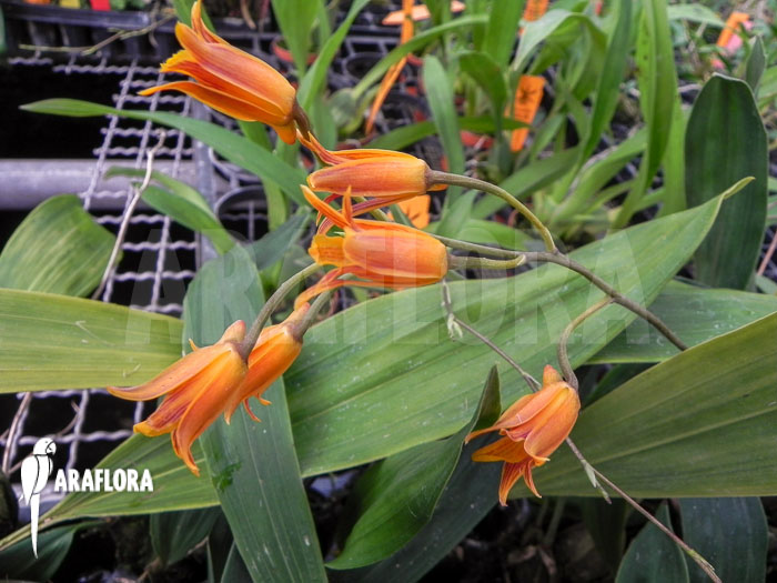 Bifrenaria aureo-fulva