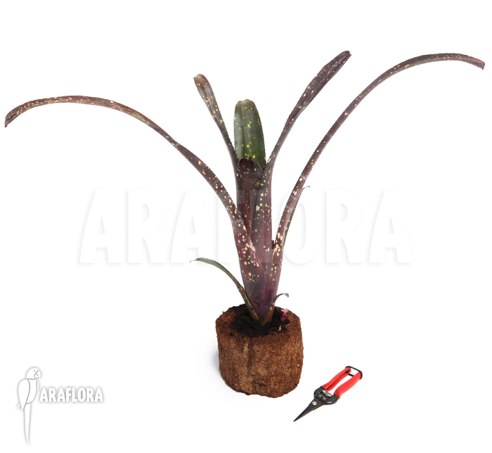 Billbergia amoena