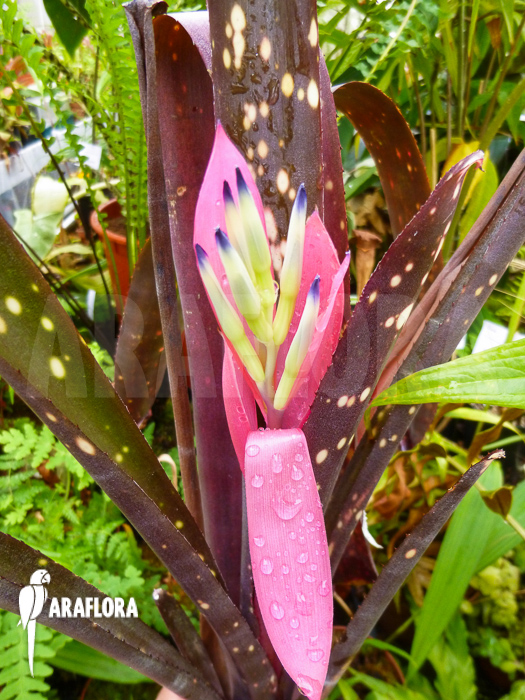 Billbergia amoena flower