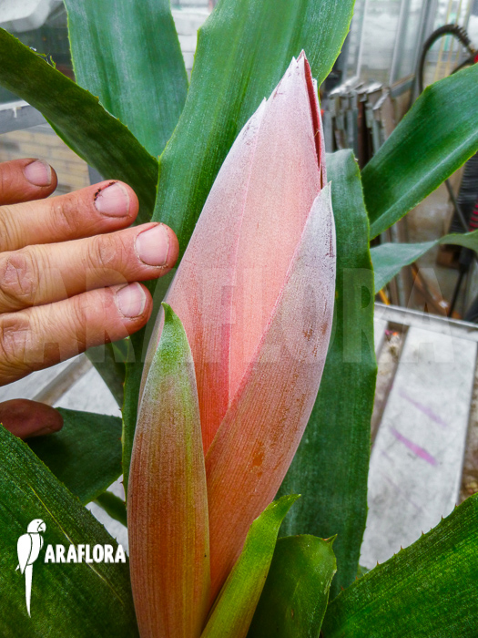 Billbergia decora