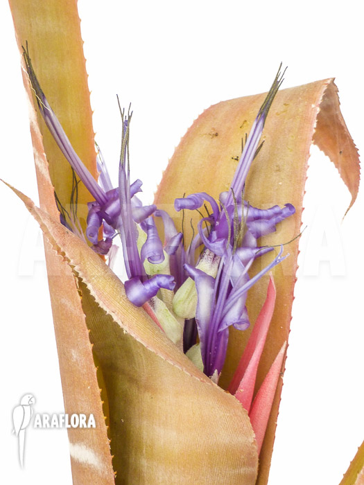 Billbergia kuhlmanii flower