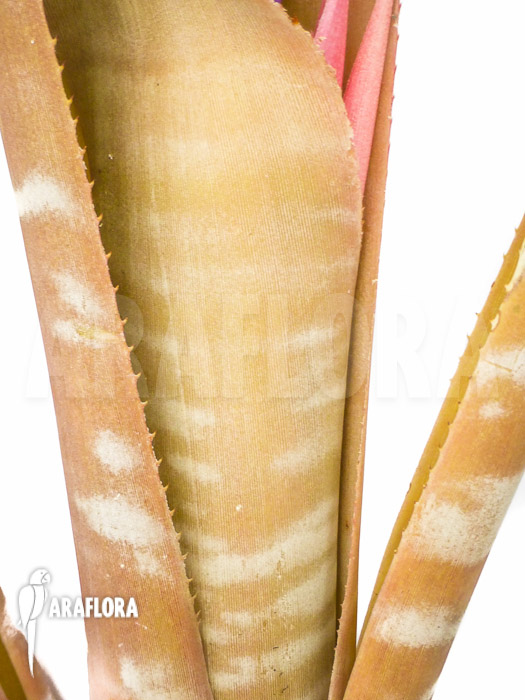 Billbergia kuhlmanii