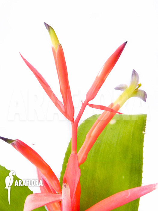 Billbergia leptopoda flower