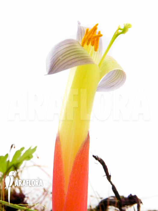 Billbergia leptopoda flower