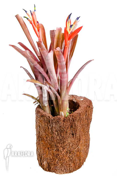 Billbergia morelli