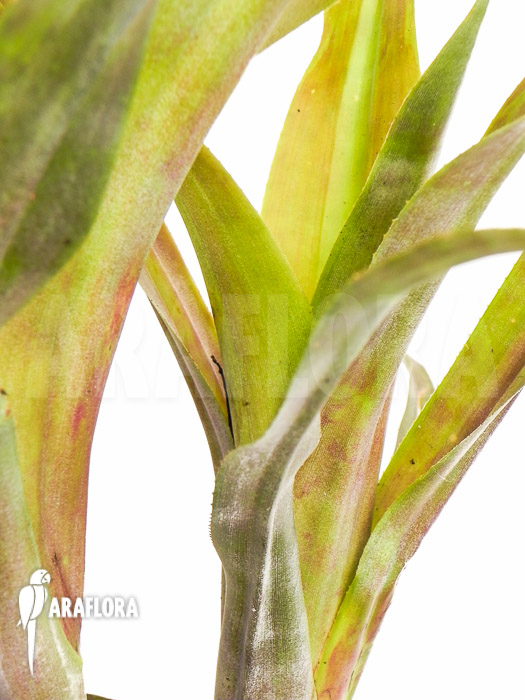 Billbergia pallidiflora