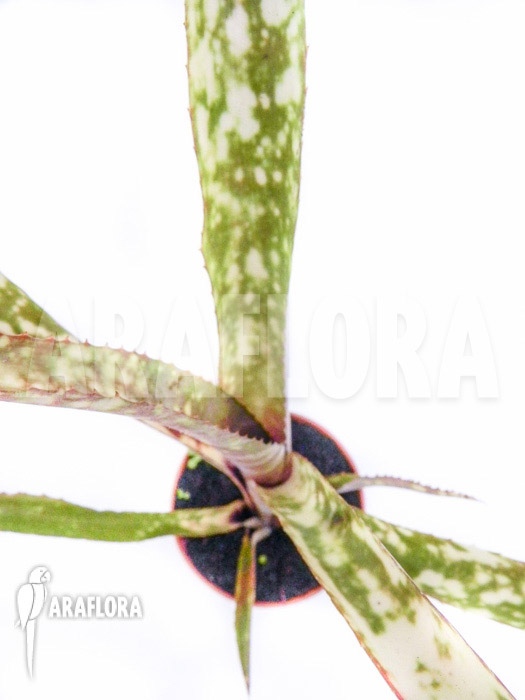Billbergia species variagated