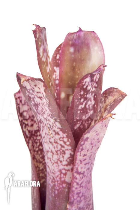 Billbergia x halleluja
