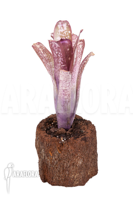 Billbergia x halleluja