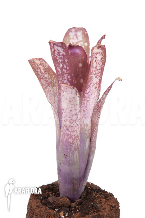 Billbergia x halleluja