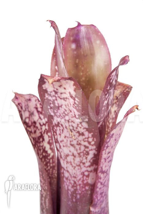 Billbergia x halleluja