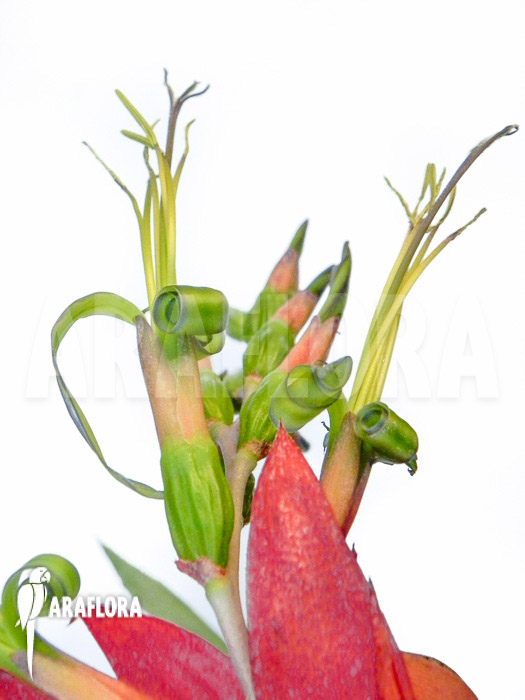 Billbergia x windii (nutans x decora)