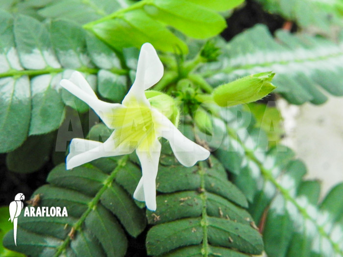 Biophyttum x Snowman