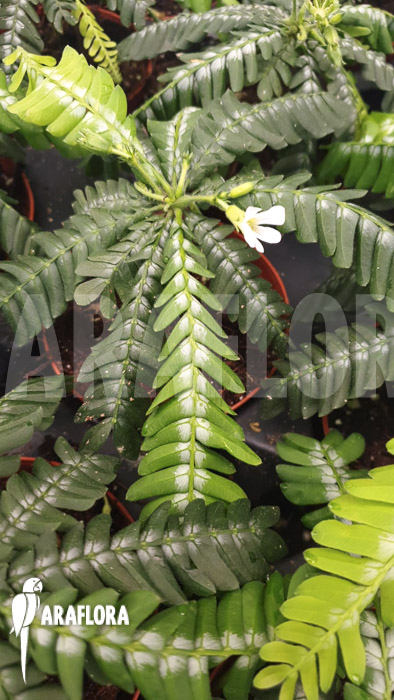 Biophyttum-x-Snowman-9