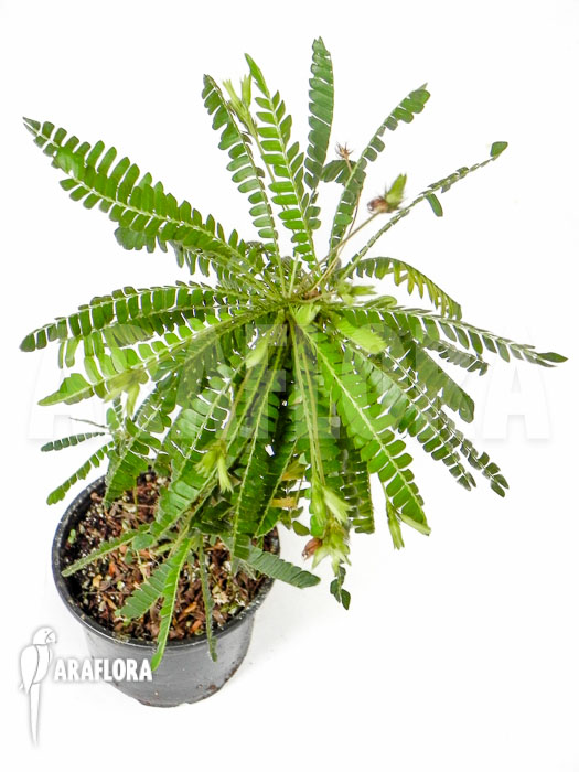 Biophytum sensitivum ‘XL’