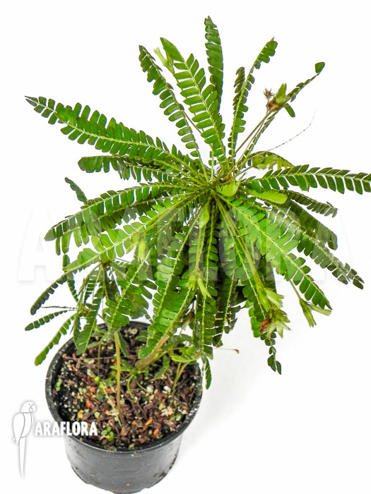 Biophytum sensitivum ‘XL’