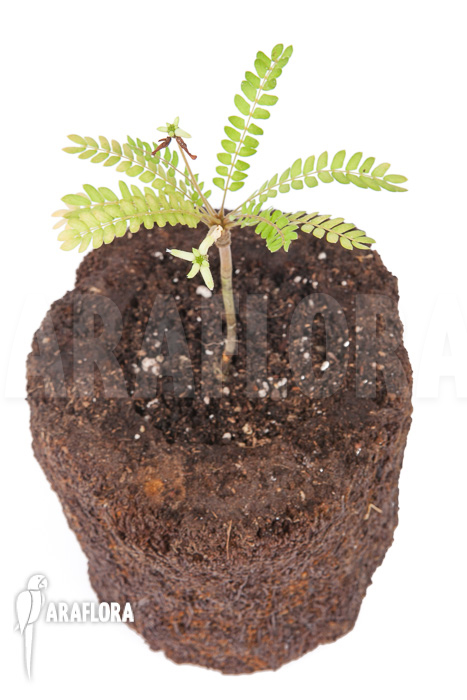 Biophytum sensitivum ‘white flower’