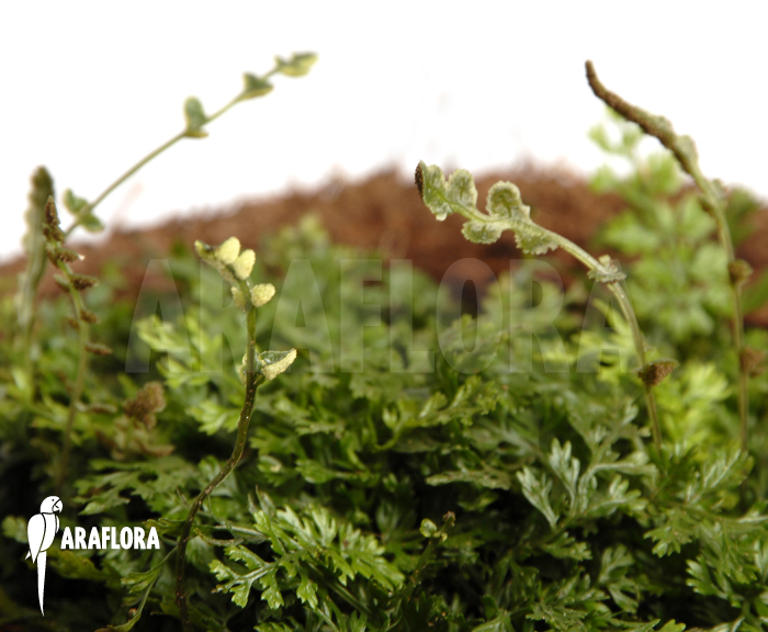 Bolbitis heteroclita ‘Thailand’