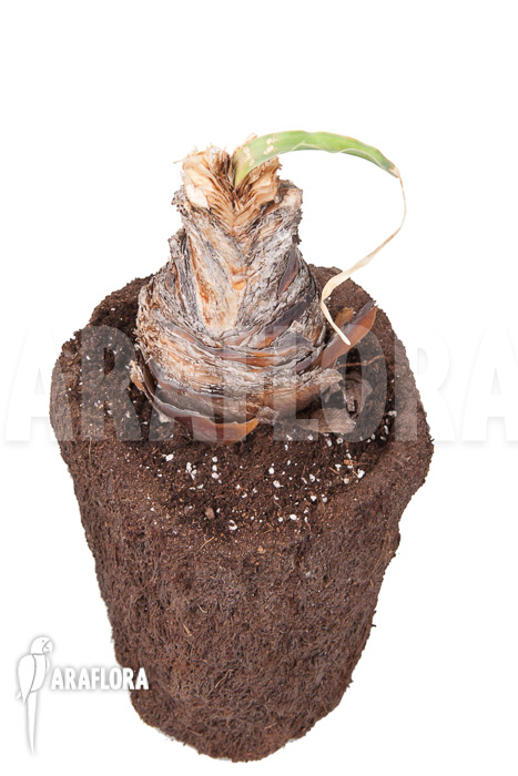 Boophane disticha ‘starter’