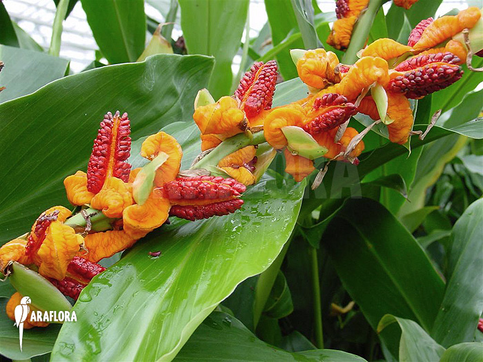 Brachychilum horsfieldii