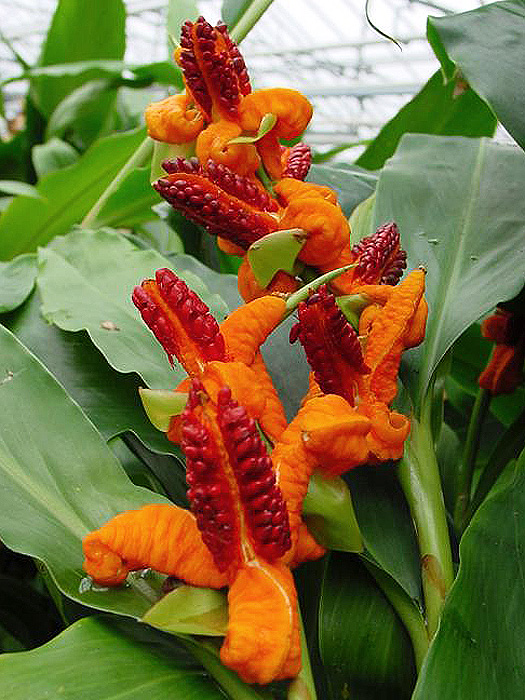 Brachychilum horsfieldii