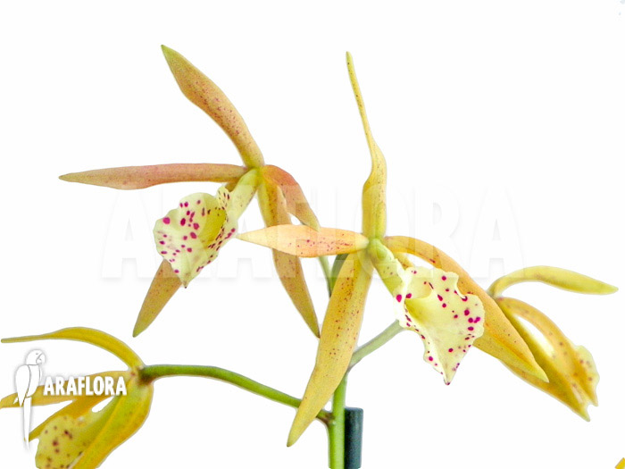 Brassocattleya ‘Yellow Bird’