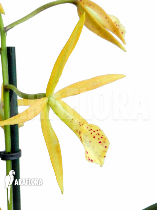 Brassocattleya ‘Yellow Bird’
