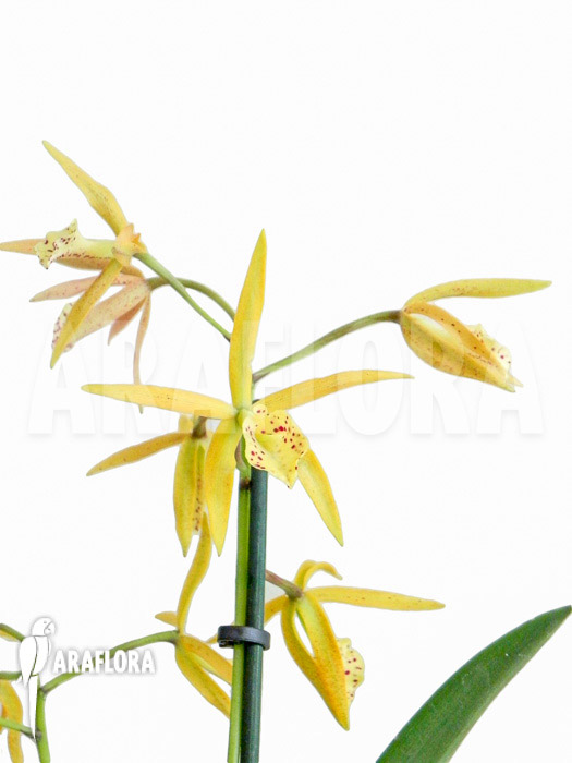 Brassocattleya ‘Yellow Bird’