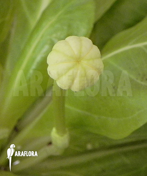 Flower of Brighamia insignis ‘Hawaiian palm’