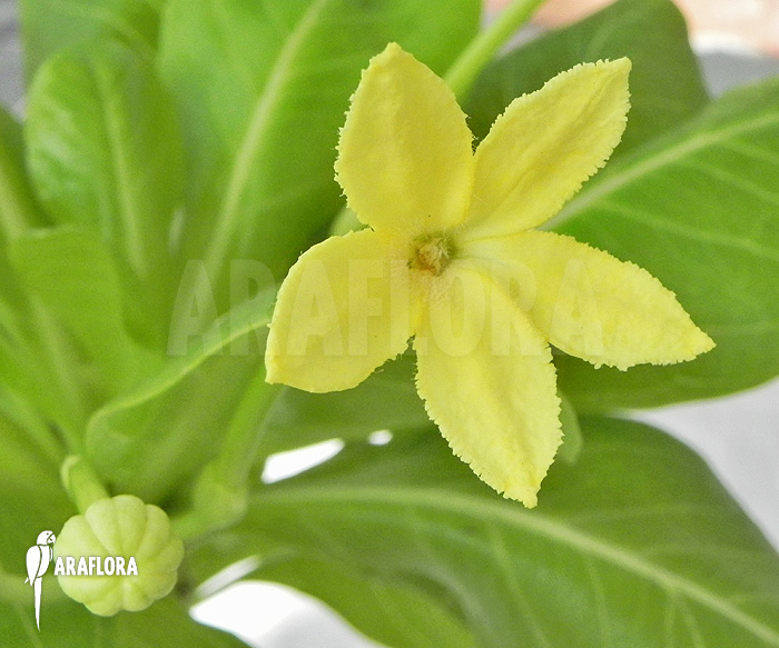 Open Flower Brighamia insignis ‘Hawaiian palm’