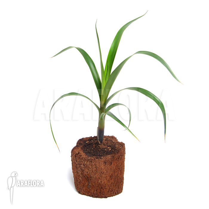 Brocchinia acuminata