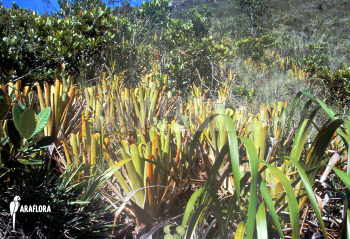 Brocchinia habitat
