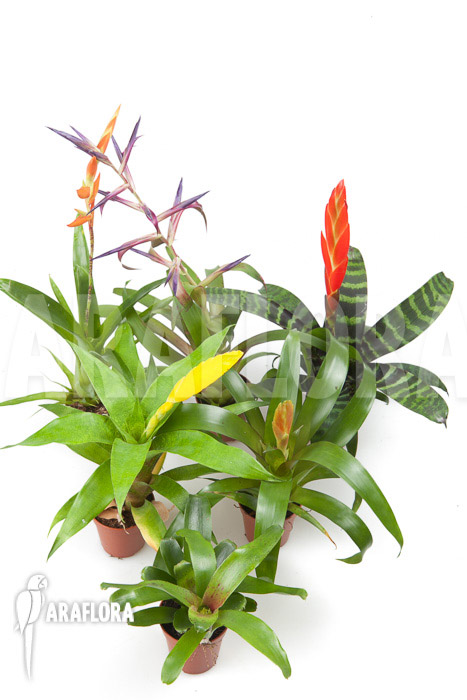 Bromeliad Neoregelia package XL Deal (12 plants)