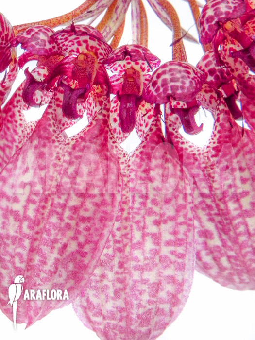 Bulbophyllum eberhardtii ‘M’ flower