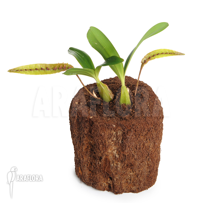 Bulbophyllum falcatum