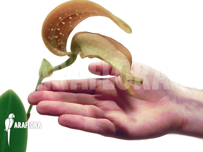 Bulbophyllum grandiflorum