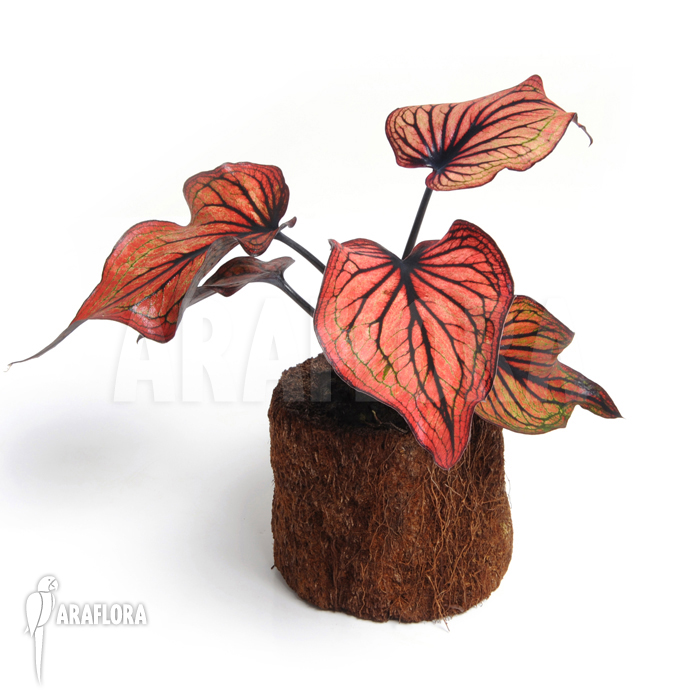 Caladium bicolor_red-black_