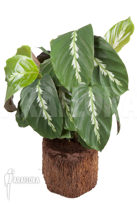 Calathea ‘Maui Queen’