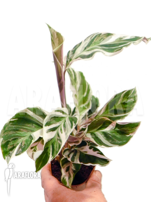 Calathea ‘White Fusion’ starter