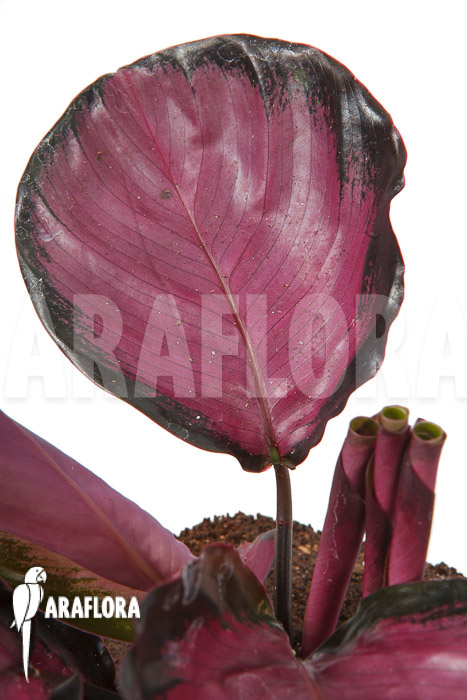 Calathea roseopicta ‘Rose’