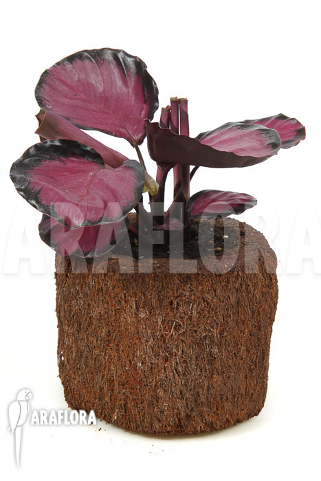 Calathea roseopicta ‘Rose’