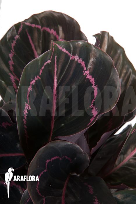 Calathea x Dottie ‘L’