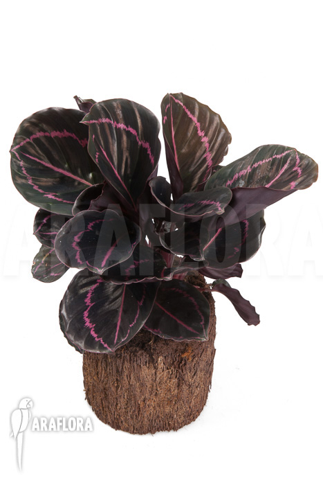 Calathea x Dottie ‘L’