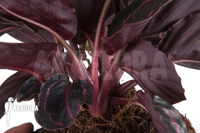 Calathea x Dottie ‘L’