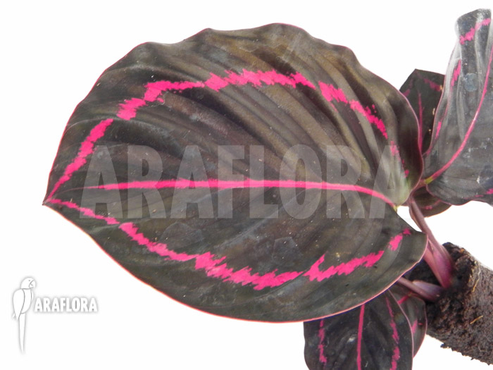 Calathea x Dottie plug