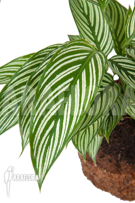Calathea x Vittata